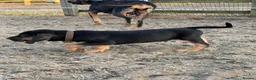 Bloodhound dogs for sale: Bloodhound puppies  in Dereham - Advert 9