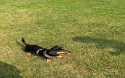 Mixed Breed dogs for sale: 5 year old Dachshund (cross) needs rehoming - Image 1