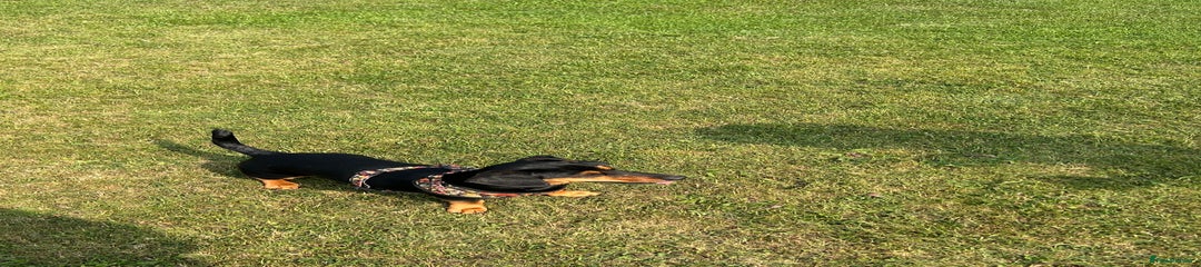 Lola - 5 yr old dachshund (cross)