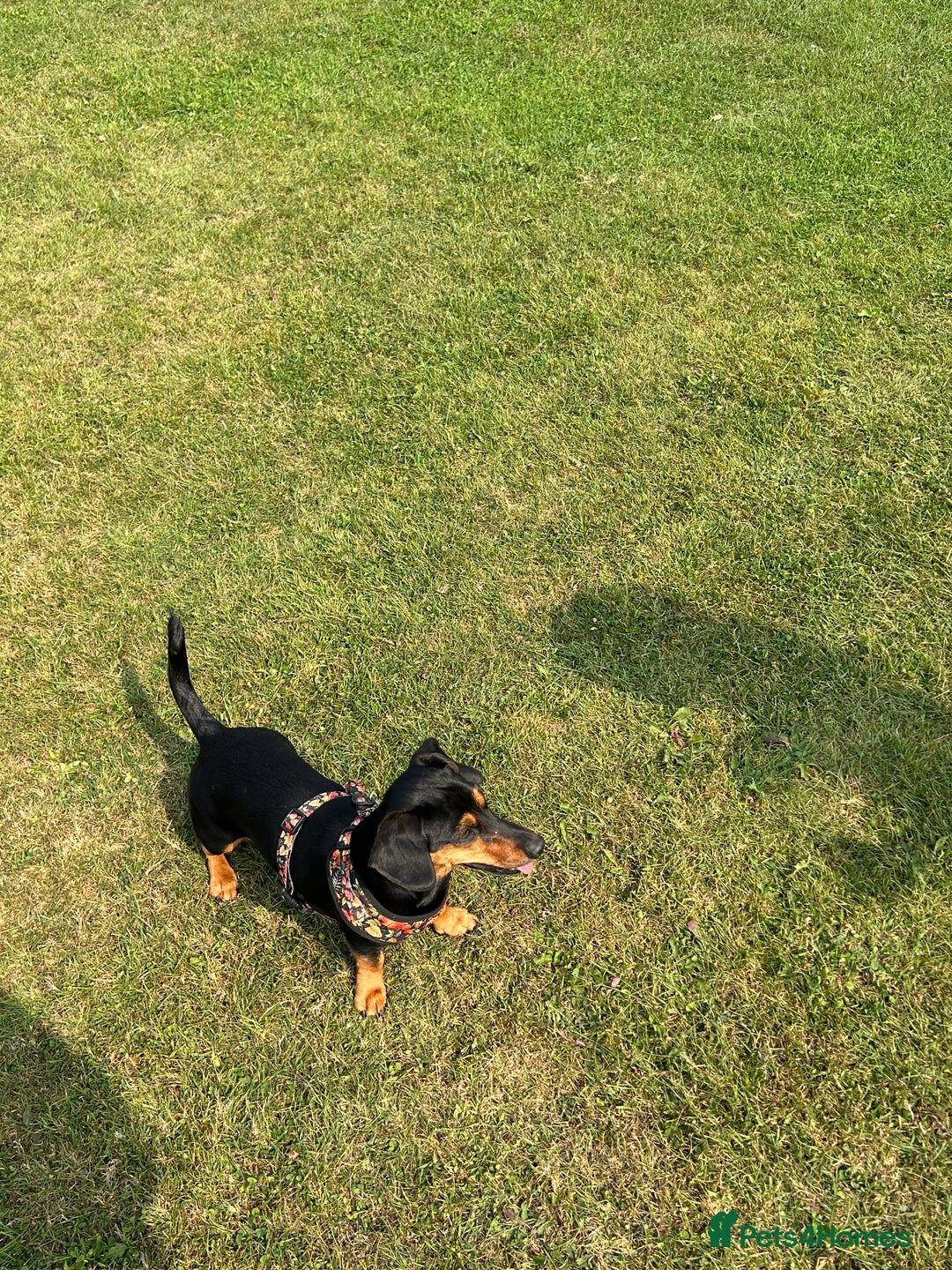 Mixed Breed dogs for sale: 5 year old Dachshund (cross) needs rehoming - Image 1