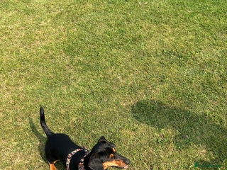 Mixed Breed dogs - Advert 1