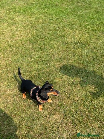 Mixed Breed dogs - Advert 1