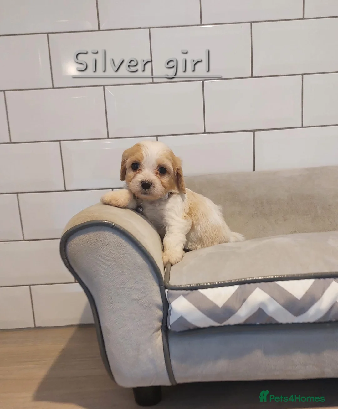 Cavachon dogs for sale: Beautiful Cavachon puppies 💕 - Advert 5