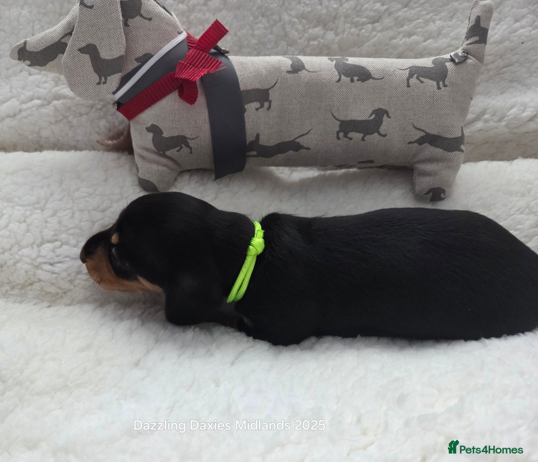 Miniature Dachshund dogs for sale: Shorthaired Minature Daschunds  - Image 21