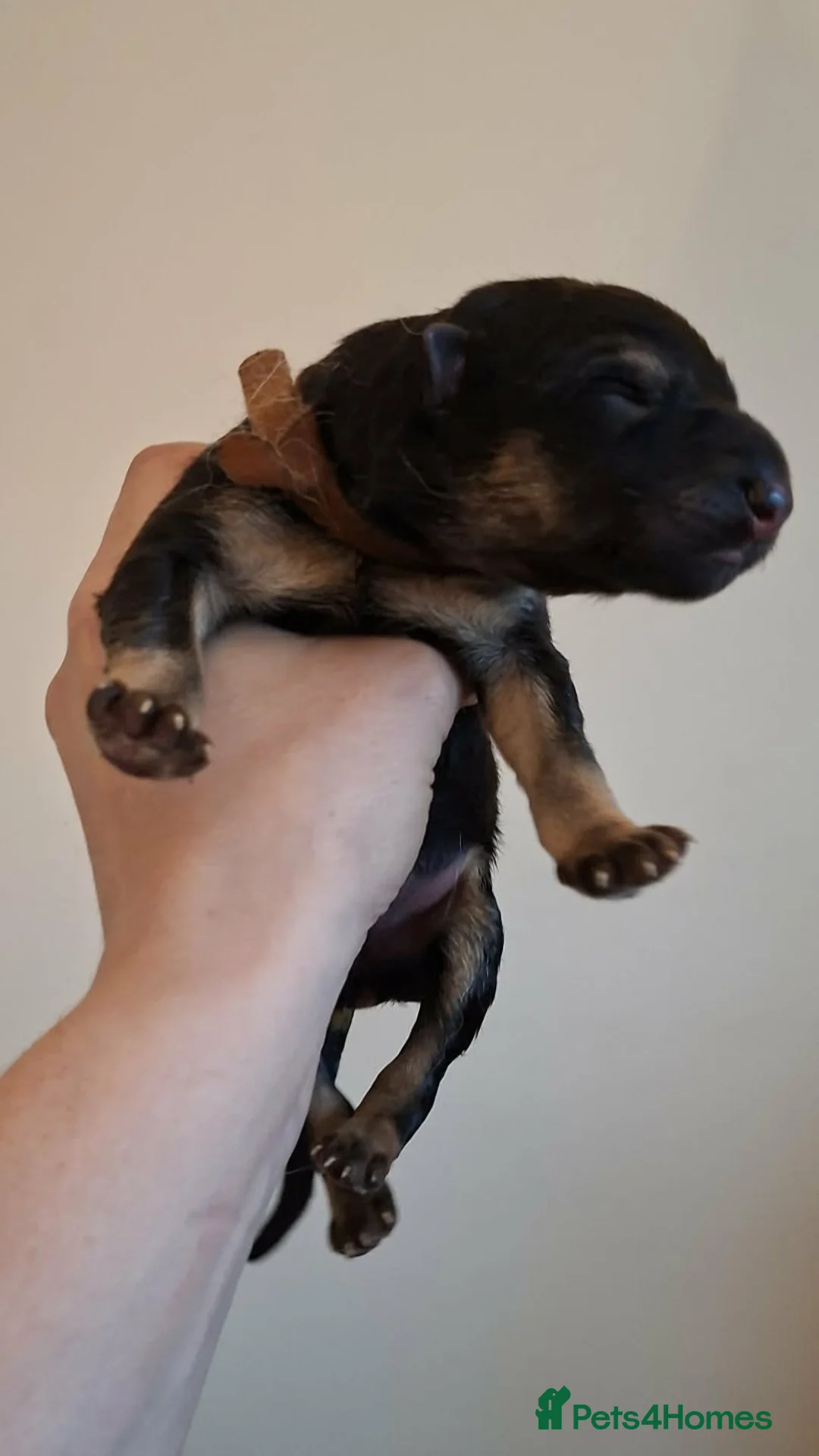 German Shepherd dogs for sale: Purebred Straight Backed German Shepherd Puppies - Advert 22