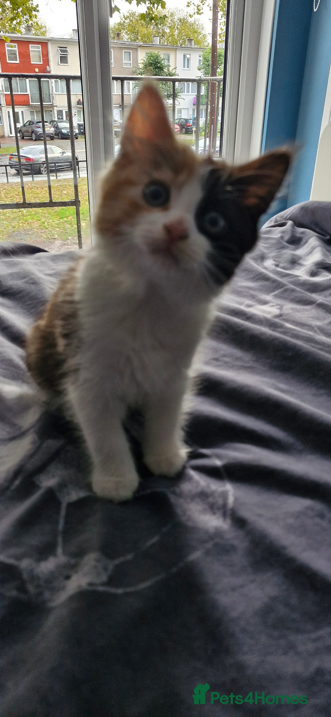 Mixed Breed cats for sale: Fluffy Kitten - Image 5
