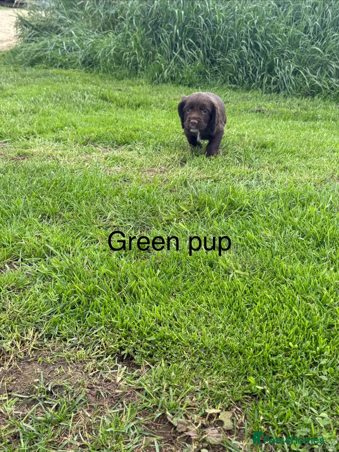 Sprocker dogs for sale: F1 sprocker puppies - Advert 13