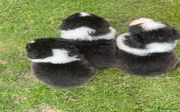 Australian Shepherd dogs for sale: 5 KC registered Australian Shepard puppies - Image 21