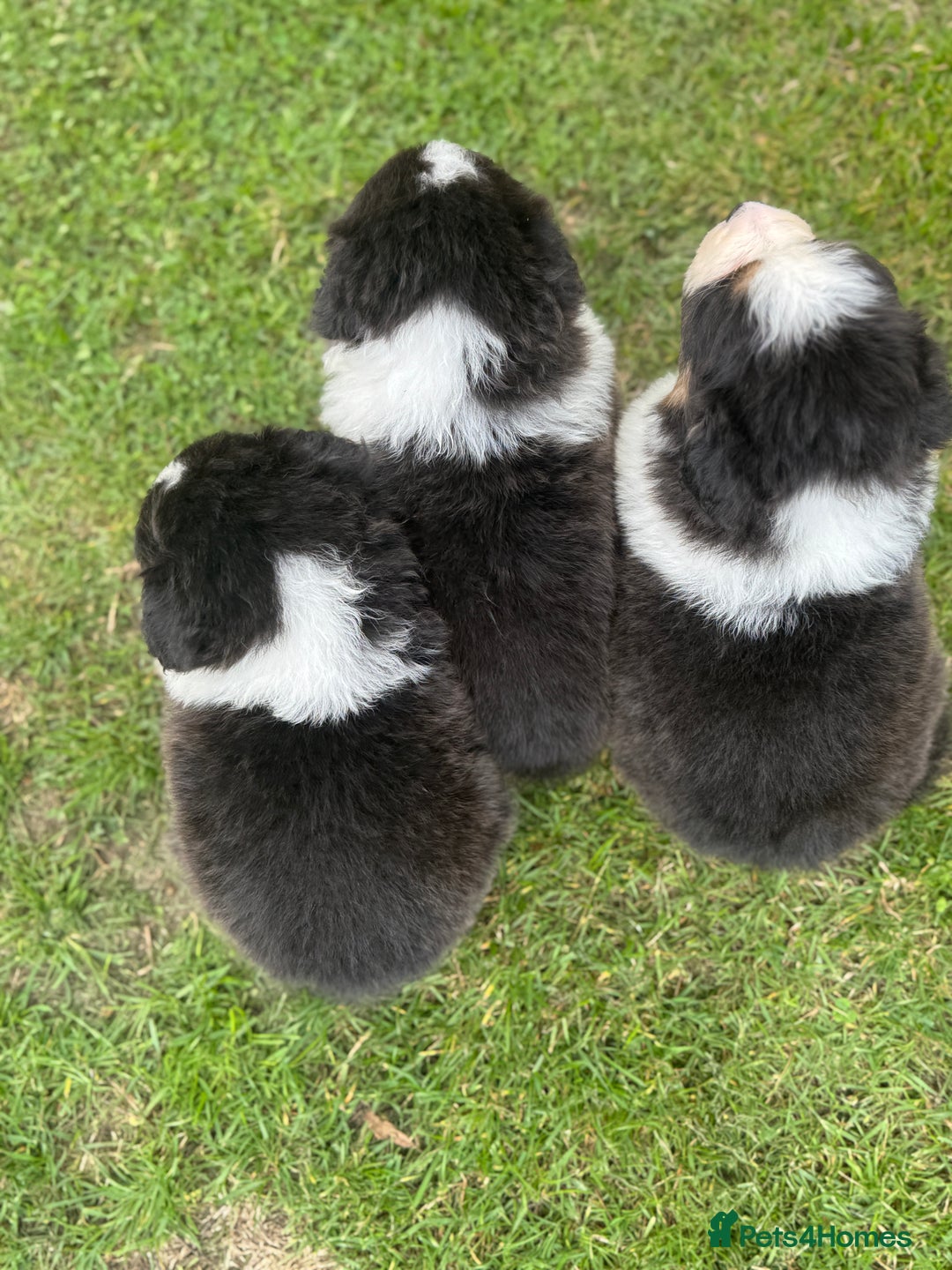 Australian Shepherd dogs for sale: 5 KC registered Australian Shepard puppies - Image 21