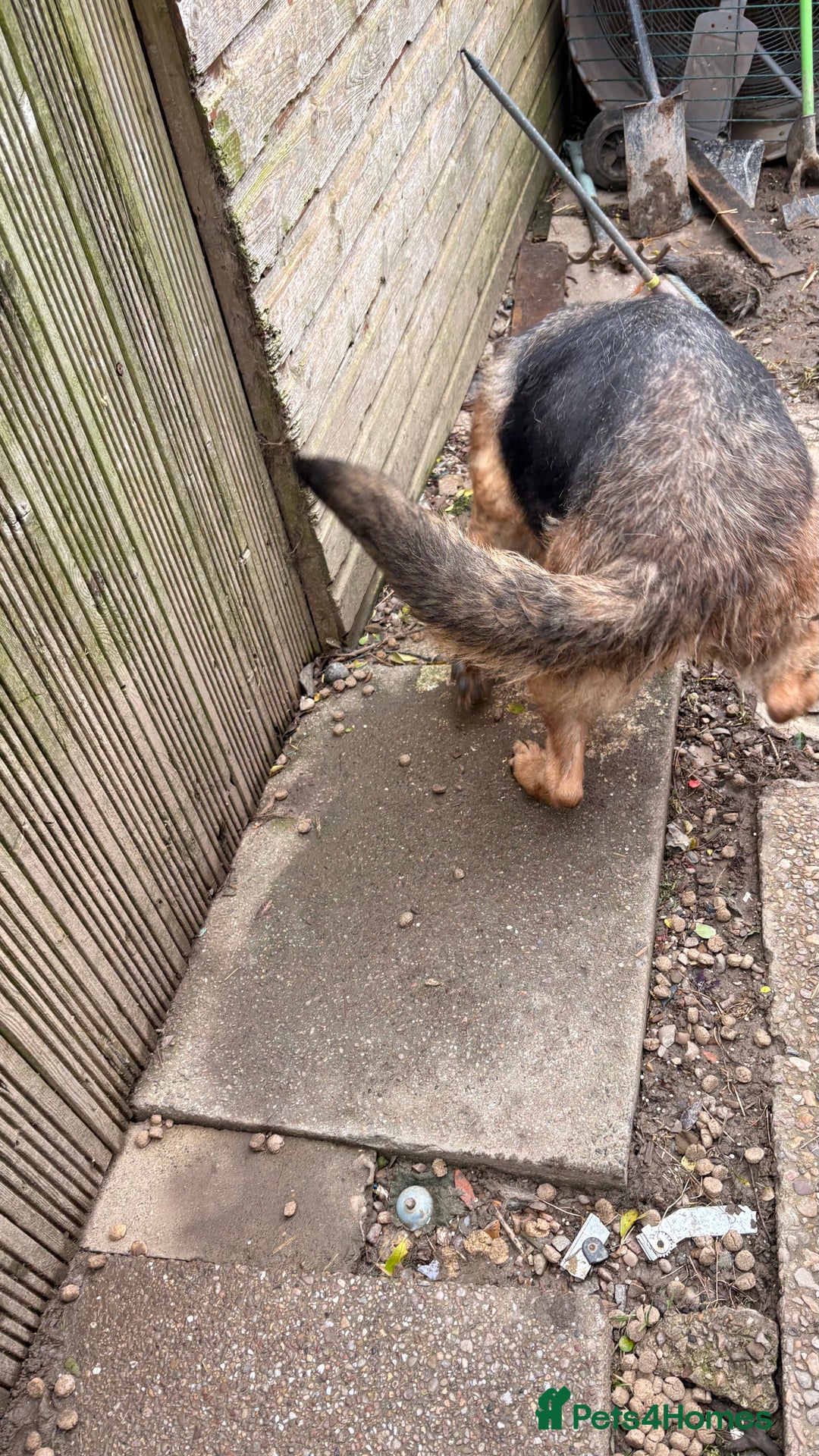 German Shepherd dogs for sale: German shepherd  - Advert 3