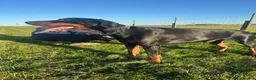 Dobermann dogs for stud: Tyson kc registered  **  in Southport - Advert 2