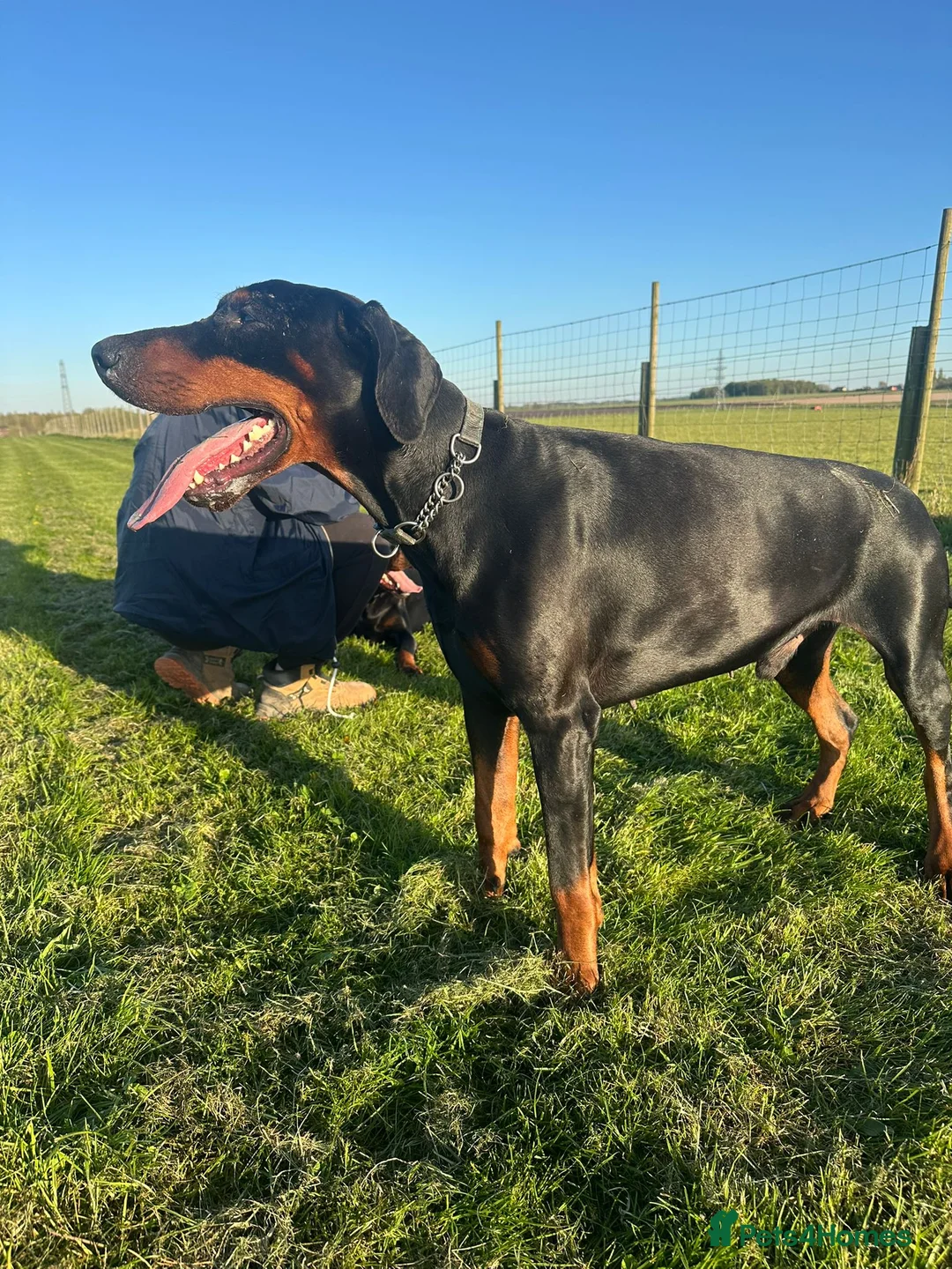 Dobermann dogs for stud: Tyson kc registered  **  in Southport - Advert 2