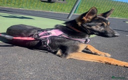 German Shepherd dogs for sale: Male and female German shepherd  - Image 1
