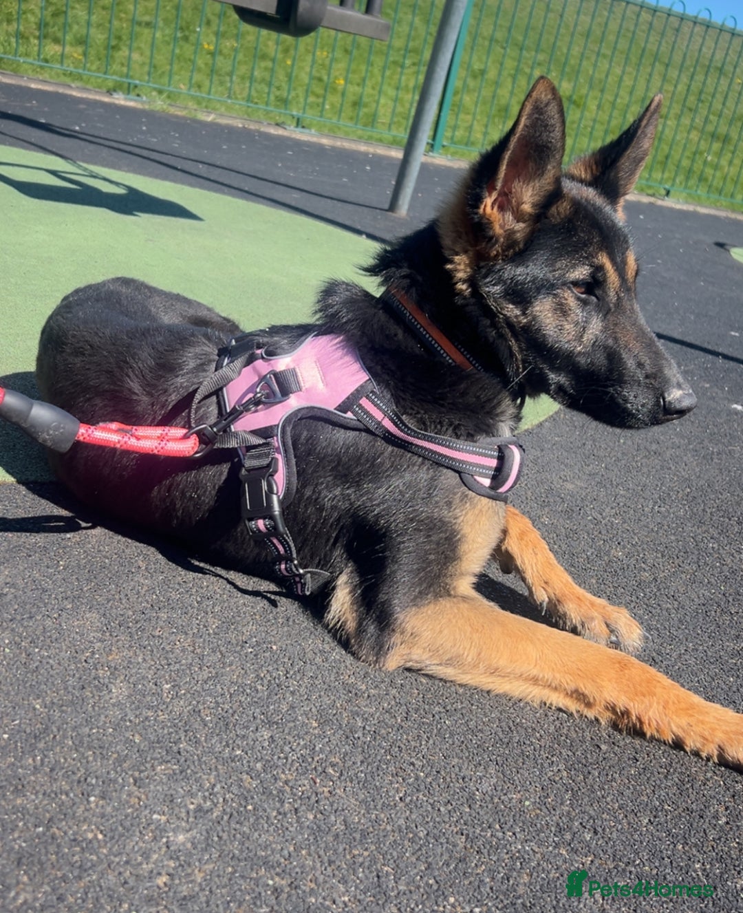 German Shepherd dogs for sale: Male and female German shepherd  - Image 1