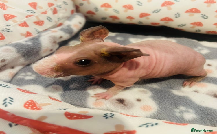 Guinea Pig rodents 🌟🐹 BABY SKINNY PIG BOYS 🐹🌟 - Advert 17