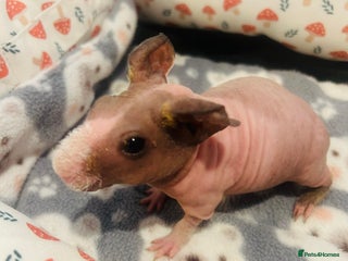 Guinea Pig rodents 🌟🐹 BABY SKINNY PIG BOYS 🐹🌟 - Advert 20