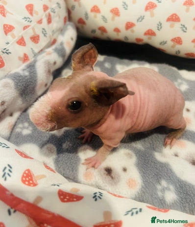Guinea Pig rodents 🌟🐹 BABY SKINNY PIG BOYS 🐹🌟 - Advert 17