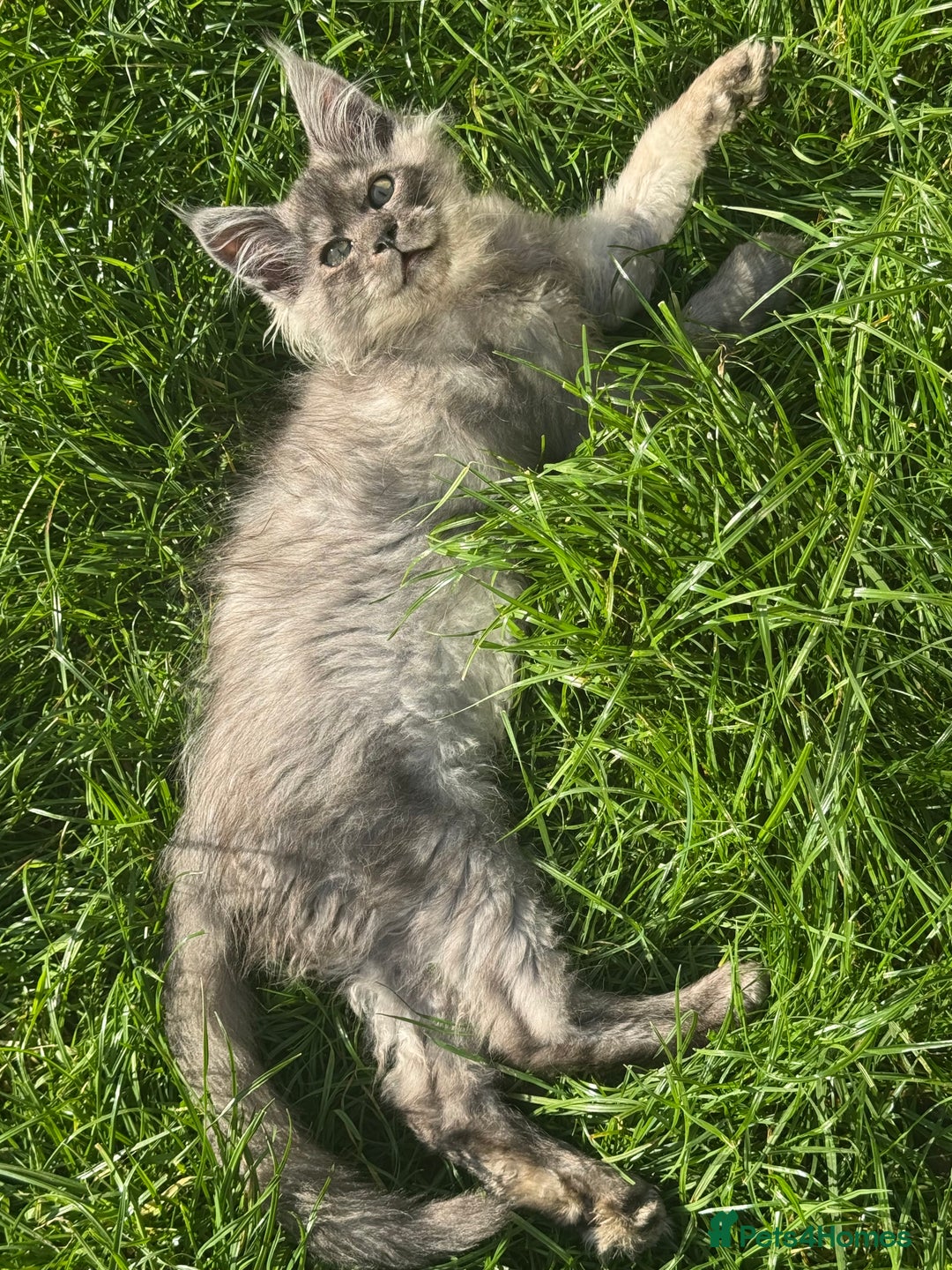 Maine Coon cats for sale: XL Maine Coon Boys Russian Line - Image 5