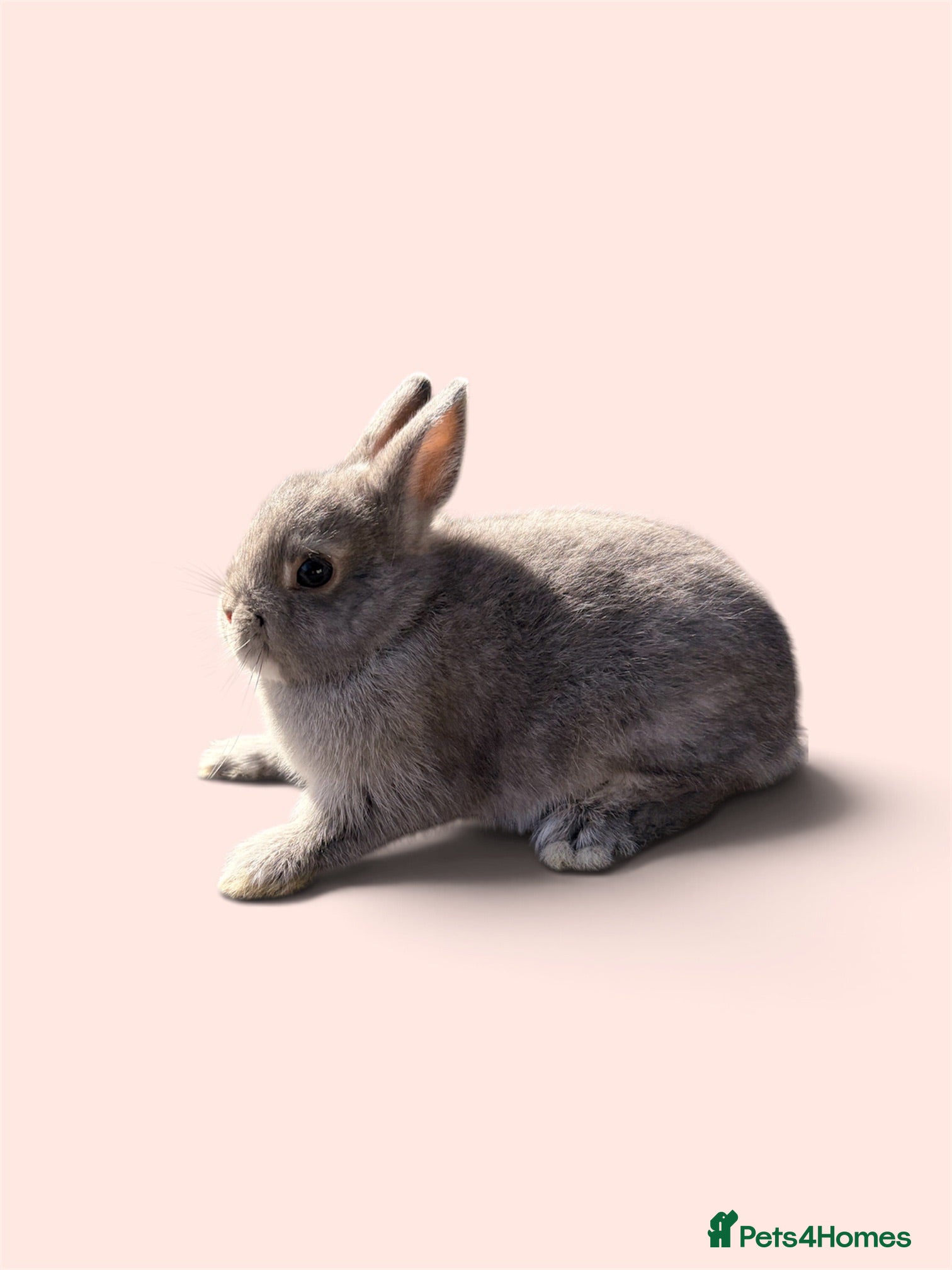 Netherland Dwarf rabbits STUNNING PUREBRED NETHERLAND DWARF BABIES - Advert 6