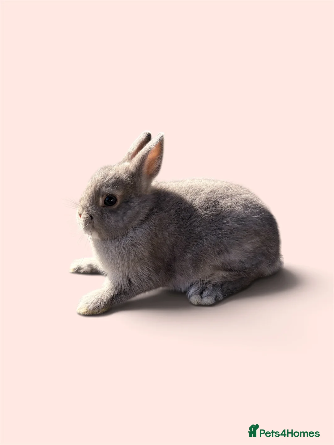 Netherland Dwarf rabbits for sale: STUNNING PUREBRED NETHERLAND DWARF BABIES - Advert 2