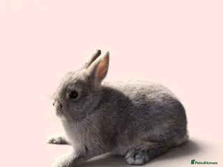 Netherland Dwarf rabbits STUNNING PUREBRED NETHERLAND DWARF BABIES - Advert 6