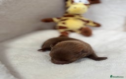 Pomeranian dogs for sale: Pomeranian puppies - Image 12