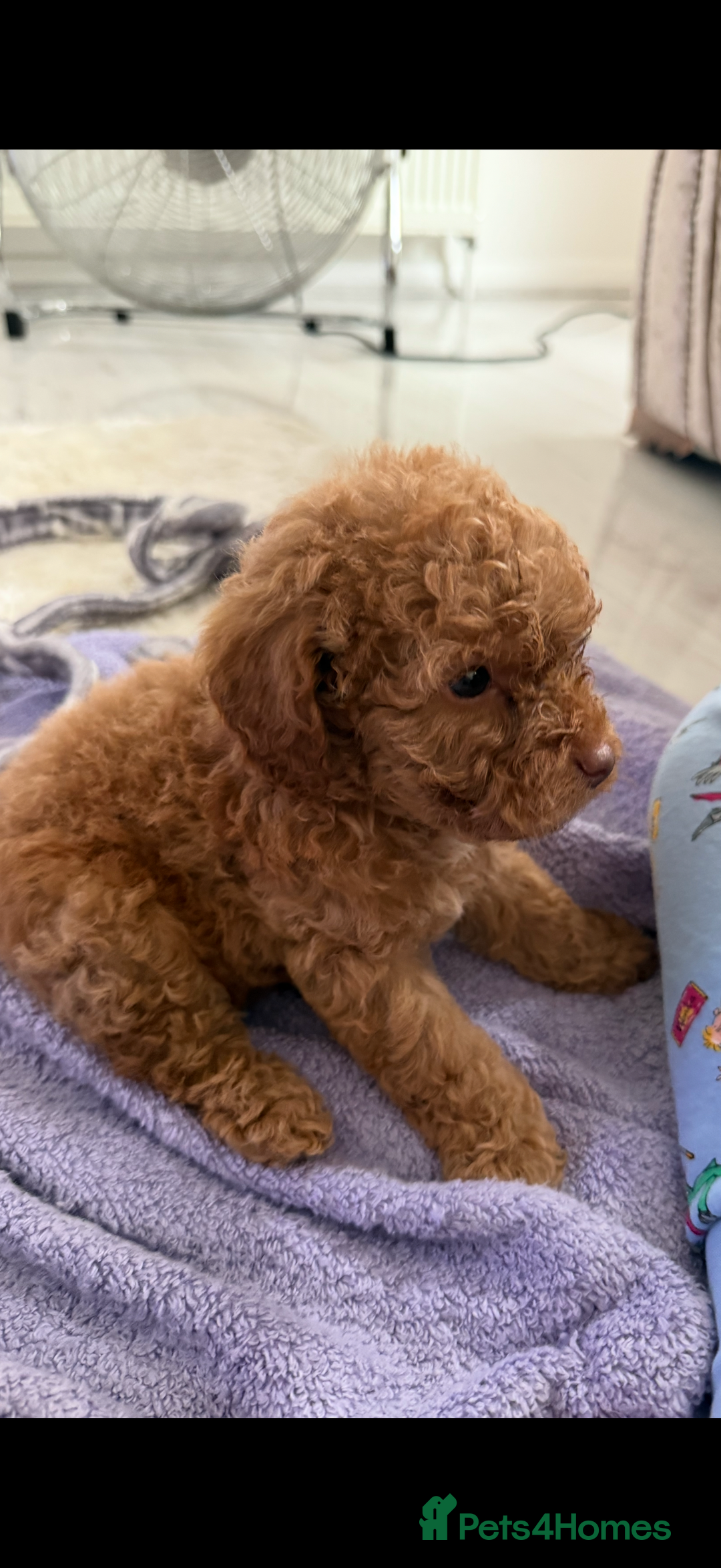 Cockapoo dogs for sale: F1bb petite cockerpoos  - Image 12