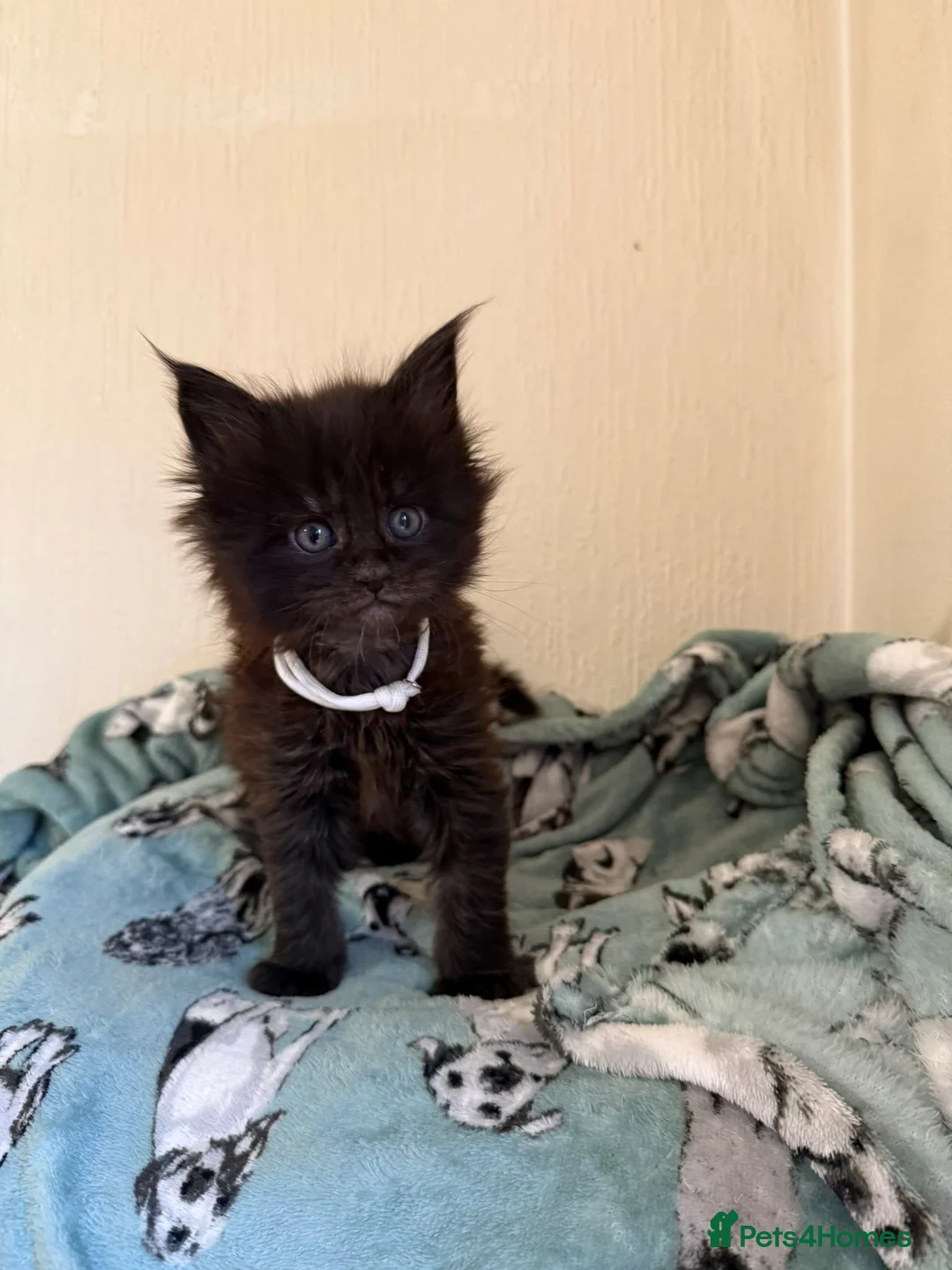 Maine Coon cats for sale: Pedigree Tica Russian Import line Maine Coons - Advert 27