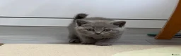 British Shorthair cats for sale: SOLD Only one Purebred Britishshorthair girls  - Advert 14