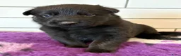 German Shepherd dogs for sale: Fully health tested German shepherd Puppies. - Advert 7