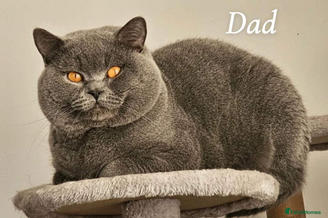 British Shorthair cats for sale: Chunky British shorthair kitten Champion Bloodline - Image 7