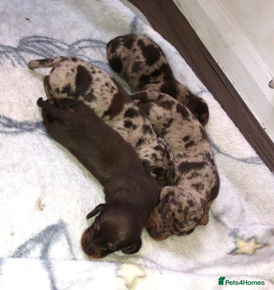 Dachshund dogs for stud: *STUD* mini in Romford - Advert 10