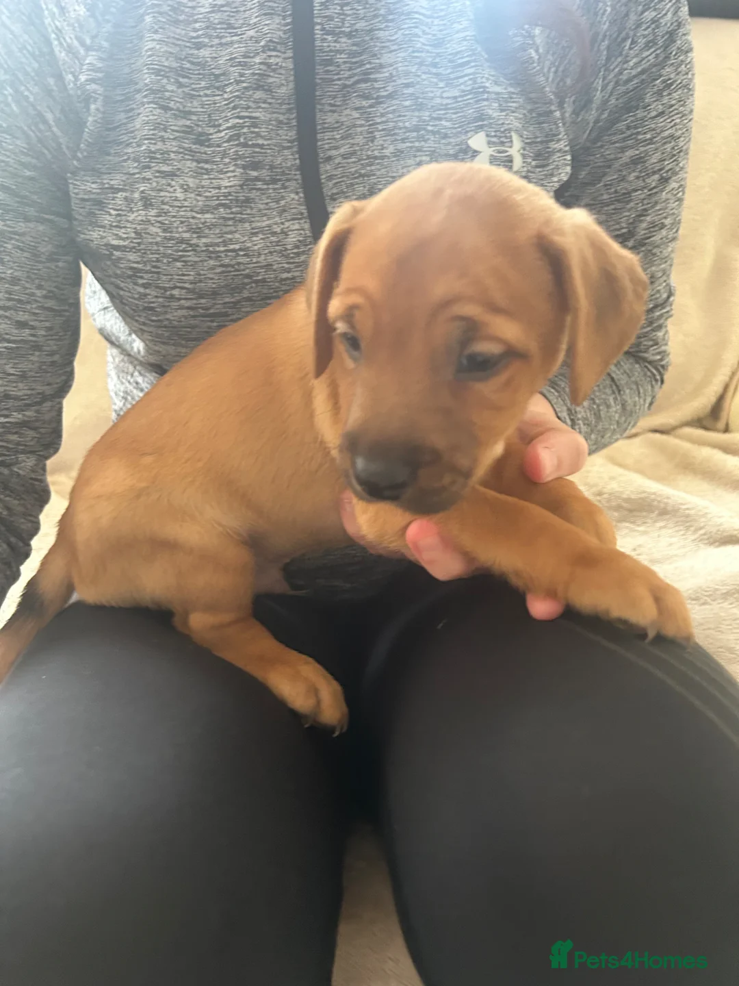 Jack Russell dogs for sale: 1boy left now  - Advert 2