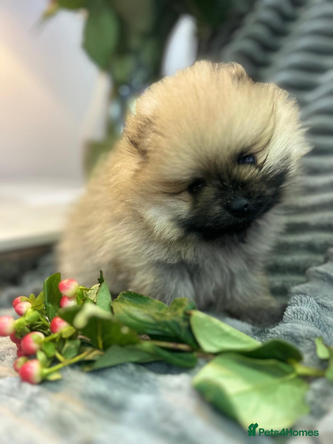 Pomeranian dogs for sale: Show quality tiny beautiful show stopper poms 💙🩷 - Advert 21