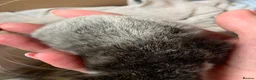 Maine Coon cats for sale: Main coon cross kittens - Advert 21