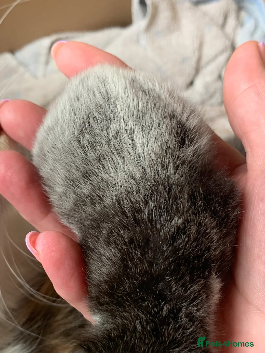 Maine Coon cats for sale: Main coon cross kittens - Advert 21