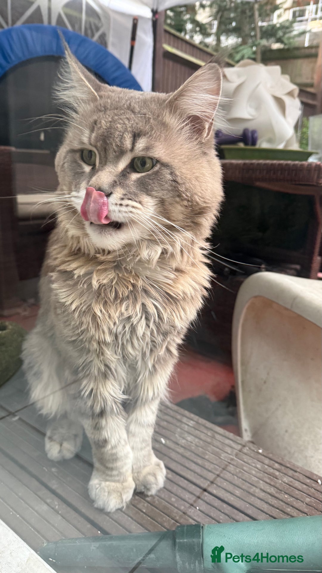 Maine Coon cats for sale: Main Coon mixd kittens in Richmond  - Advert 5