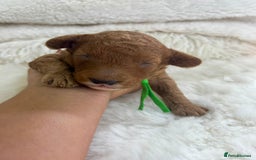 Cavapoo dogs for sale: Top Quality extensively tested F1b Toy cavapoo’s  - Image 3