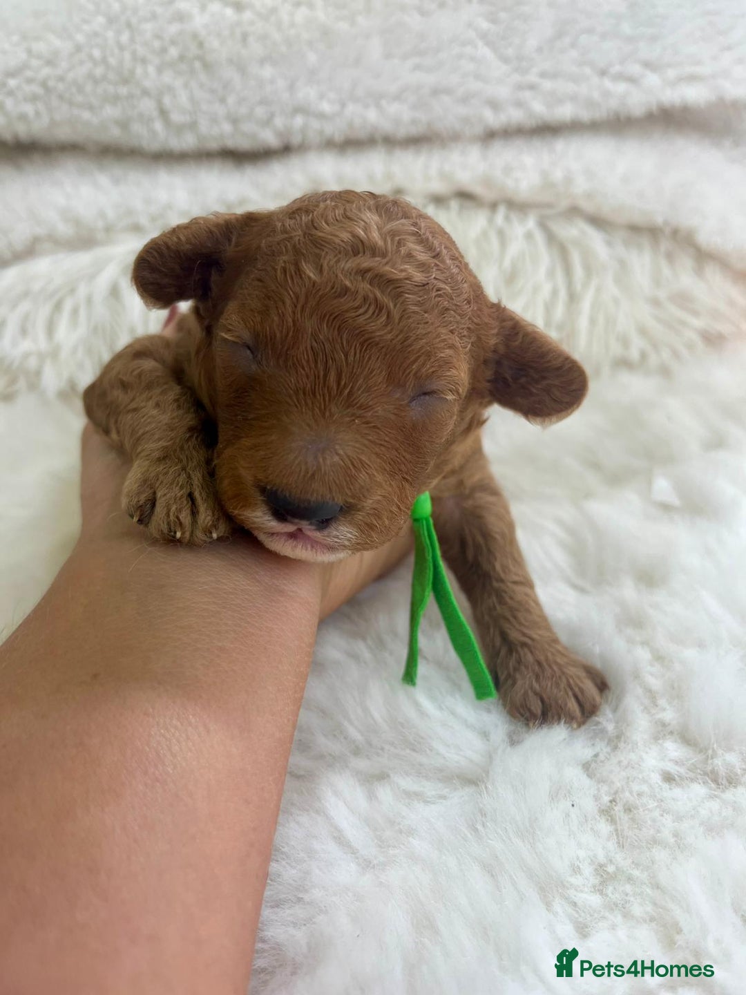 Cavapoo dogs for sale: Top Quality extensively tested F1b Toy cavapoo’s  - Image 3