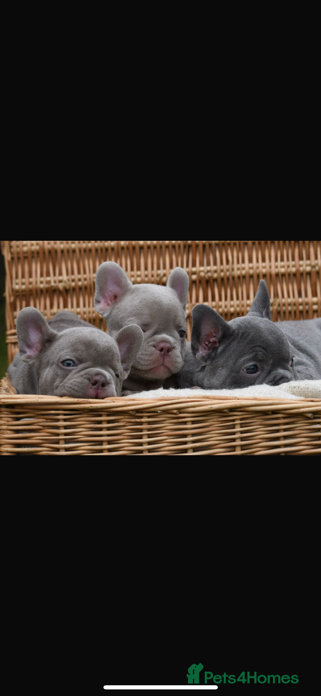 French Bulldog dogs for sale: Beautiful litter of 8 French bulldog puppies - Image 24