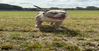 American Bully dogs - Advert 4