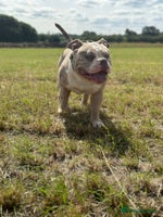 American Bully dogs - Advert 7