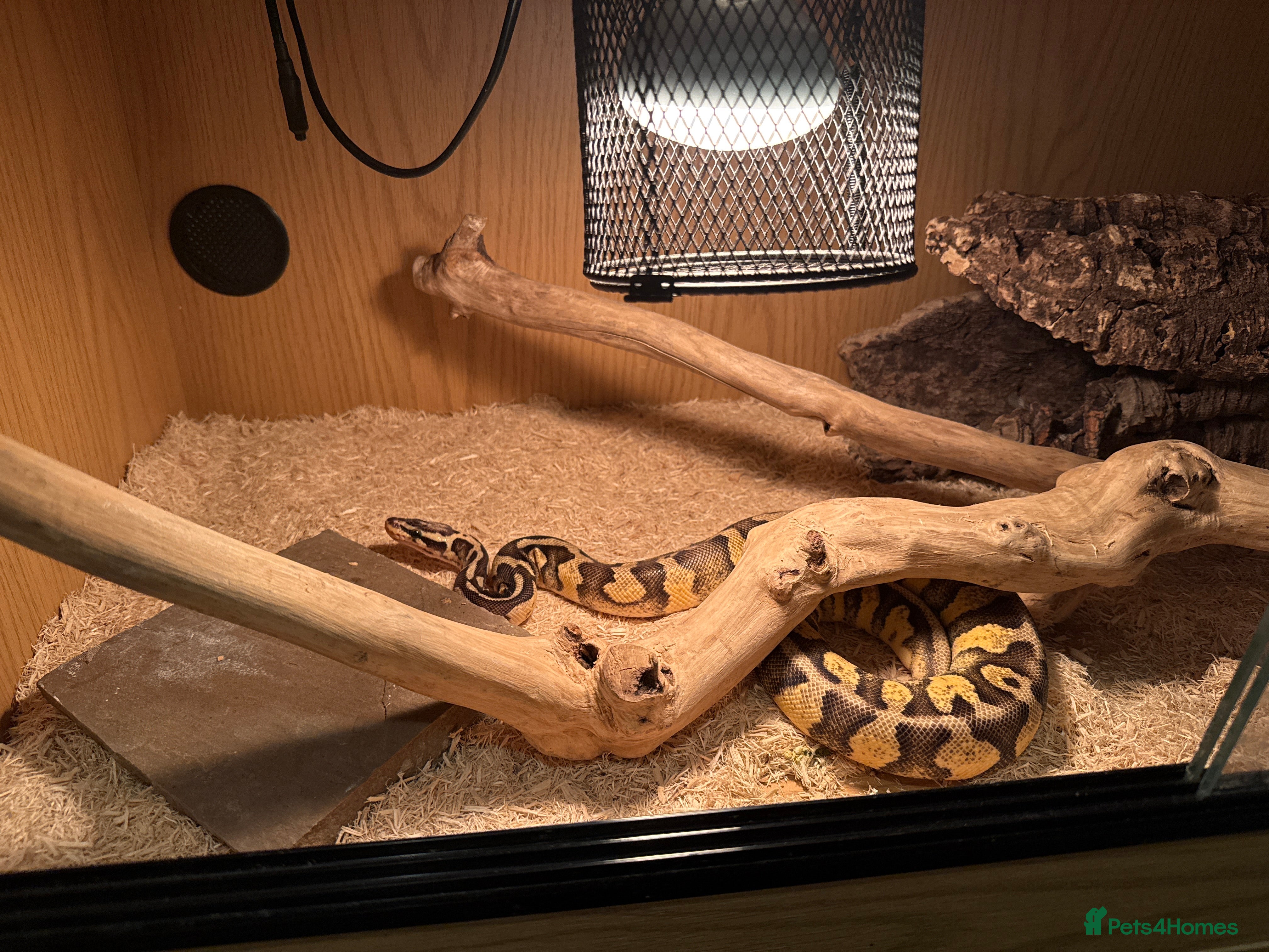 Python Snake reptiles Ball python - Advert 10