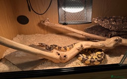 Python Snake reptiles for sale: Ball python - Advert 1