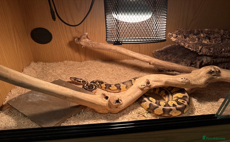 Python Snake reptiles Ball python - Advert 1