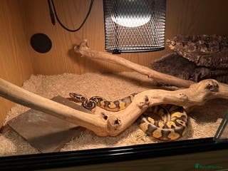 Python Snake reptiles Ball python - Advert 7