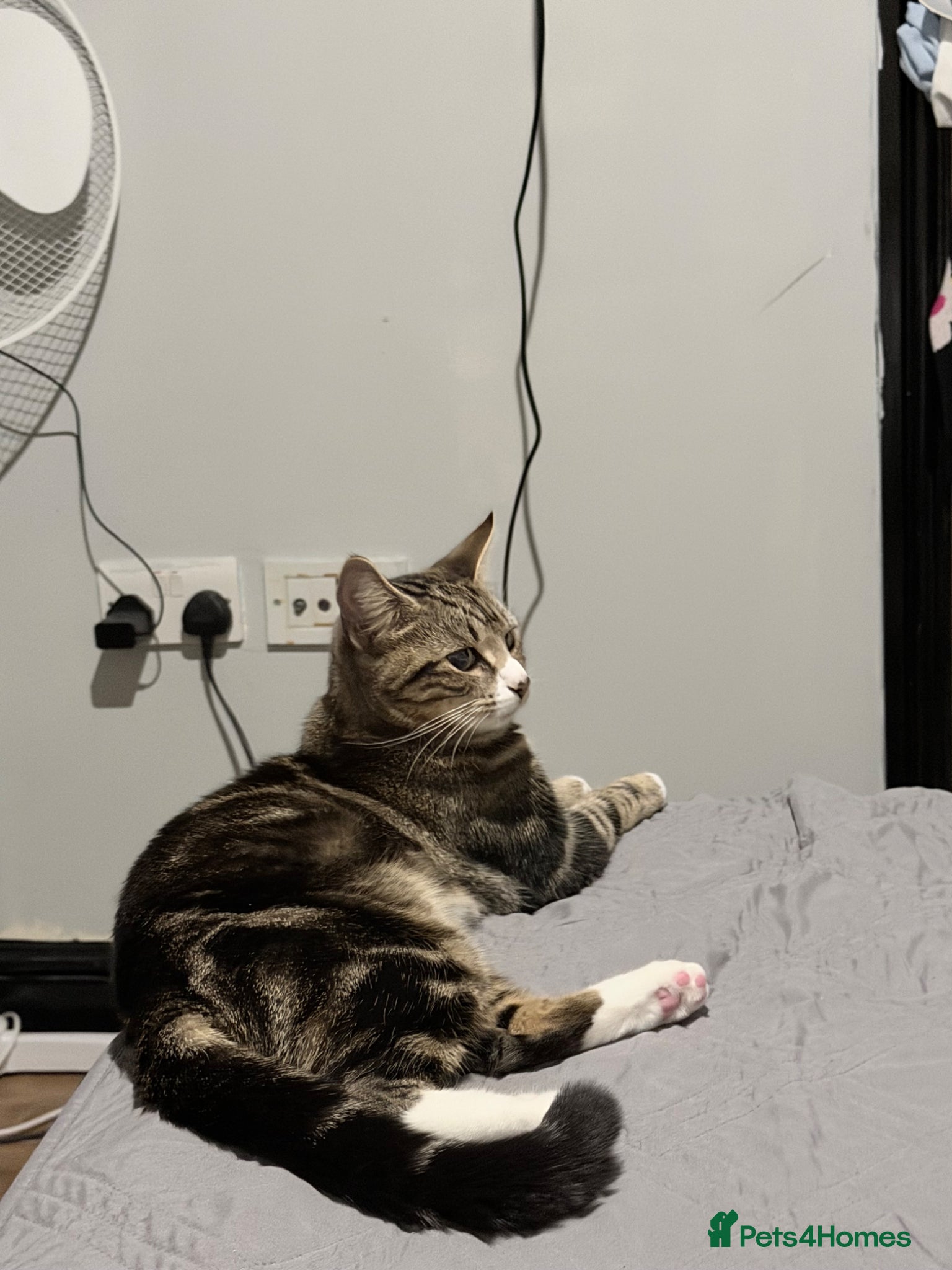 Domestic Shorthair cats 3 cats 1 year old  - Advert 3