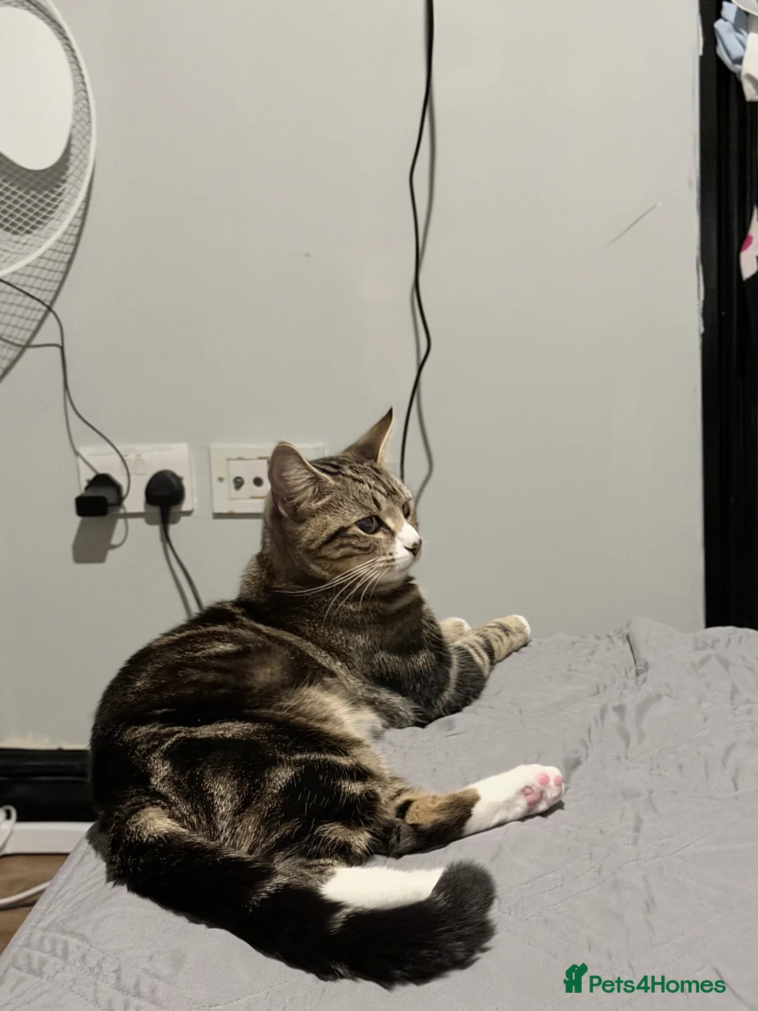 Domestic Shorthair cats for sale: 3 cats 1 year old  in Caldicot - Advert 1