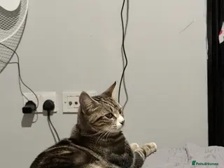 Domestic Shorthair cats 3 cats 1 year old - Advert 3