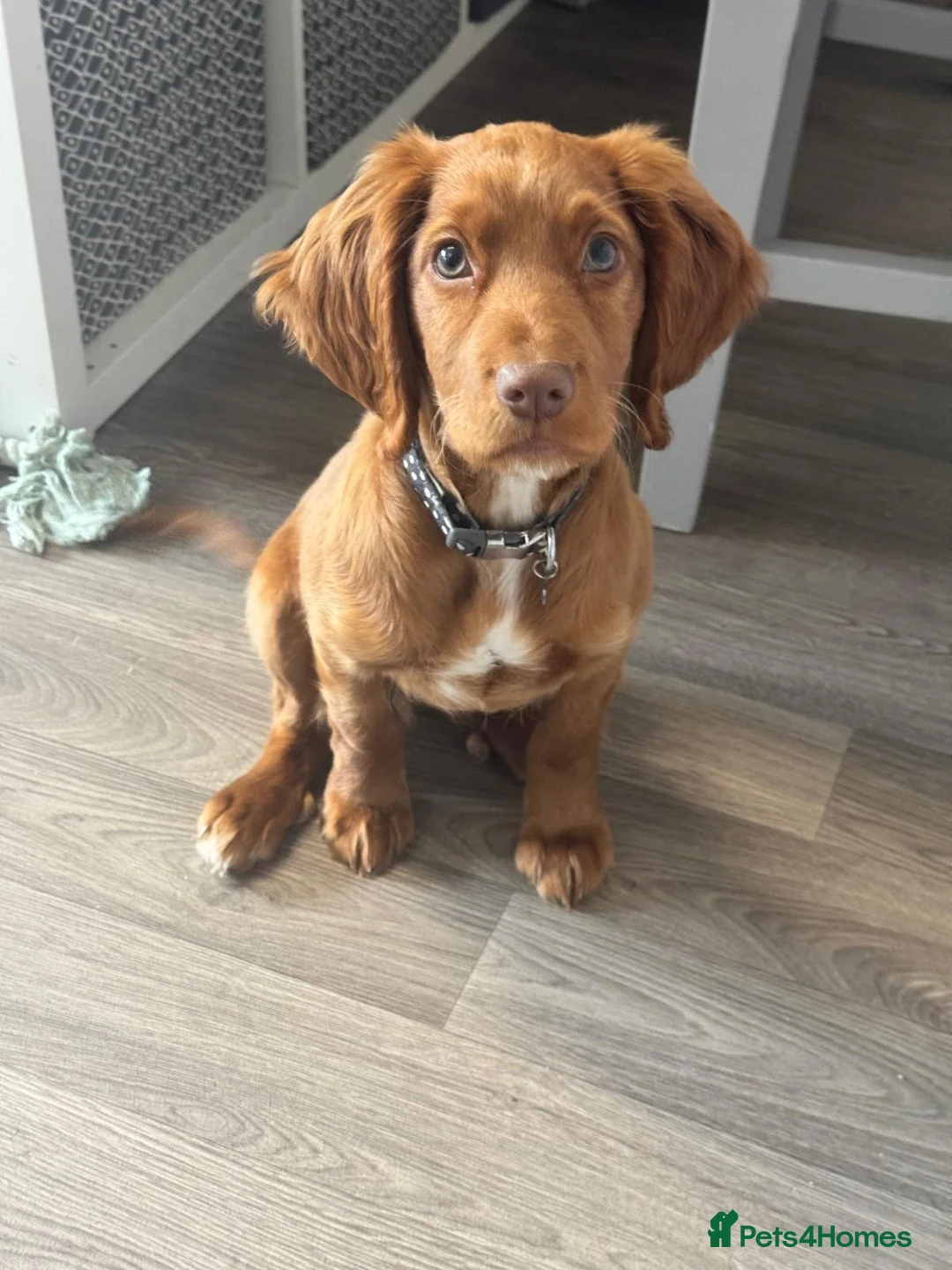 Cocker Spaniel dogs for sale: Cocker spaniel puppy in Durham - Advert 2